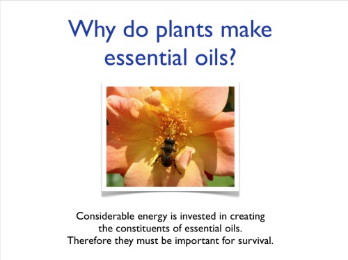 Why do plants make essential oils