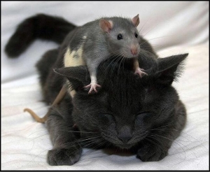 rats love to give massages