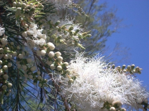 Melaleuca alternifolia in flower (Australian Tea Tree Industry Association)