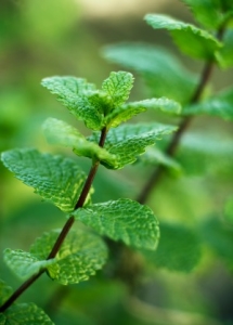 Close-up of Mentha piperitaShallow depth of field. Selective focus